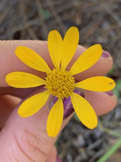 Packera hesperia, photographed by Kate Manning