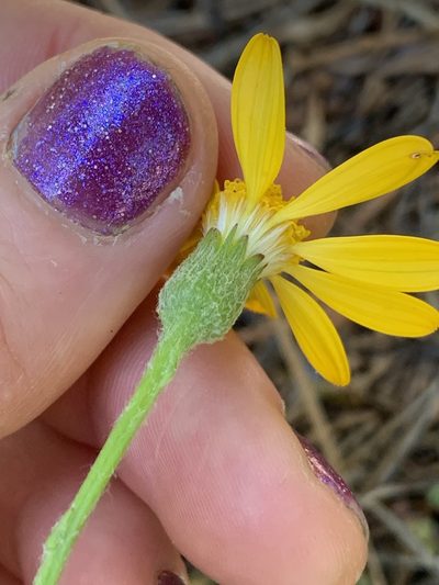 Packera hesperia, photographed by Kate Manning