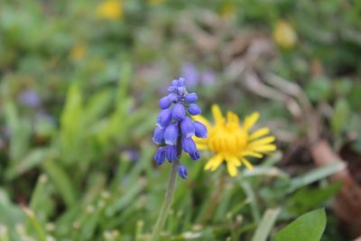 Muscari botryoides, photographed by Violet T.