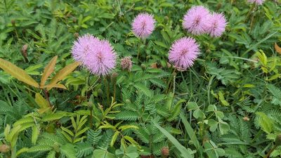 Mimosa strigillosa, photographed by Joseph Aubert