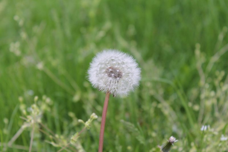 Taraxacum erythrospermum, photographed by Violet T.