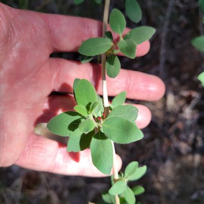 Lonicera interrupta, photographed by Dan Horowitz