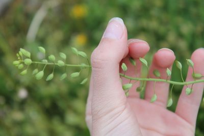 Mummenhoffia alliacea, photographed by Violet T.