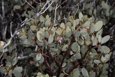 Arctostaphylos viscida, photographed by Trevor Van Loon