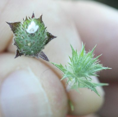 Navarretia rosulata, photographed by Scott Loarie