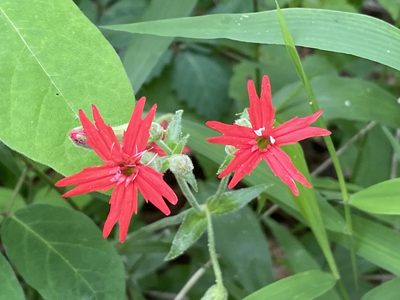 Silene virginica, photographed by Miranda Kohout