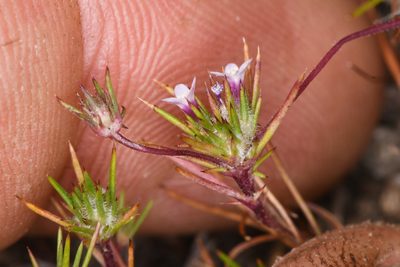 Navarretia torreyella, photographed by Trevor Van Loon