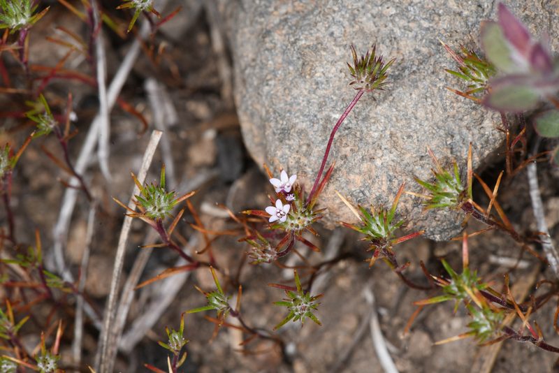 Navarretia torreyella, photographed by Trevor Van Loon