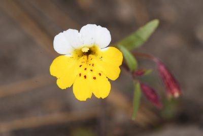 Erythranthe bicolor, photographed by Trevor Van Loon
