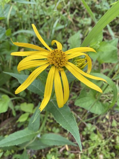 Verbesina helianthoides, photographed by Miranda Kohout