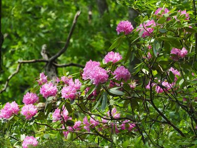Rhododendron catawbiense, photographed by Clay Gibbons