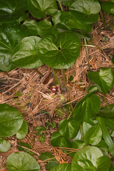 Asarum lemmonii, photographed by Trevor Van Loon