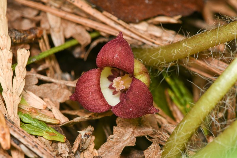 Asarum lemmonii, photographed by Trevor Van Loon