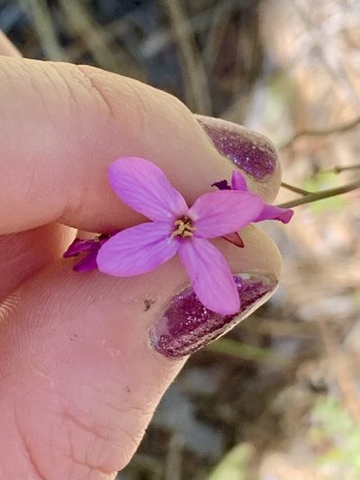 Arabis aculeolata, photographed by Kate Manning