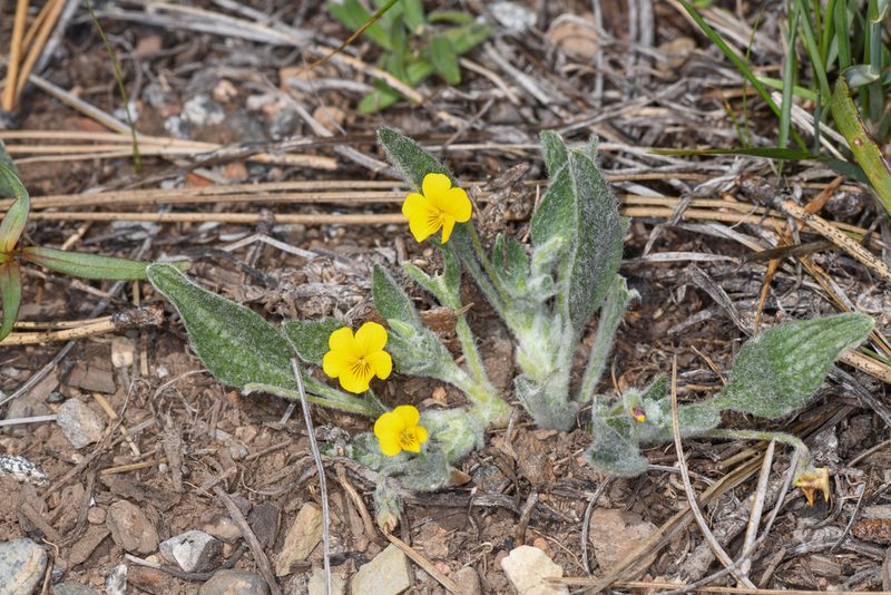 Viola tomentosa, photographed by Trevor Van Loon