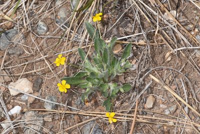 Viola tomentosa, photographed by Trevor Van Loon