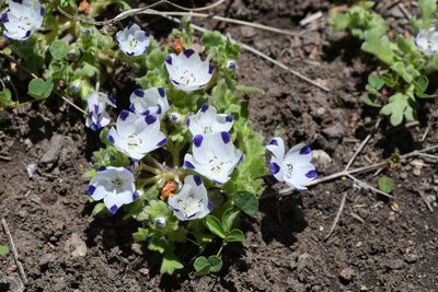 Nemophila maculata
