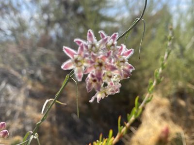 Funastrum heterophyllum, photographed by Rachel Whitt