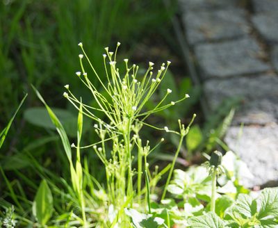 Androsace filiformis, photographed by Anastasia_Surkova