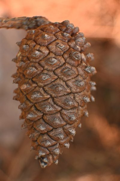 Pinus lawsonii, photographed by Dante S. Figueroa