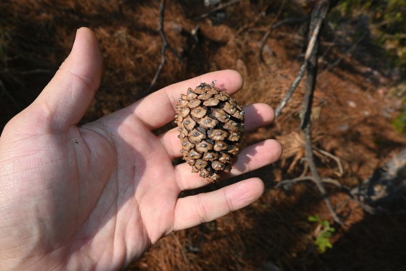 Pinus lawsonii, photographed by Dante S. Figueroa