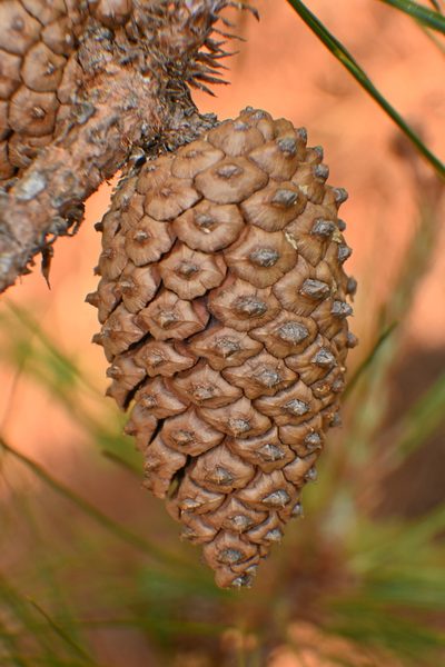 Pinus lawsonii, photographed by Dante S. Figueroa