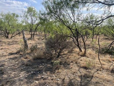 Cylindropuntia leptocaulis, photographed by CK2AZ