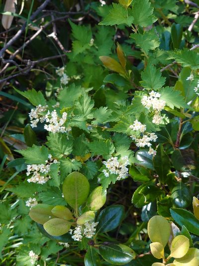 Neillia incisa, photographed by WATANABE Hitoshi 渡辺仁