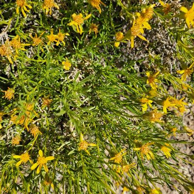Ericameria linearifolia, photographed by Dan Horowitz