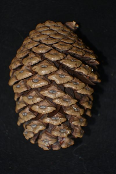 Pinus pringlei, photographed by Dante S. Figueroa