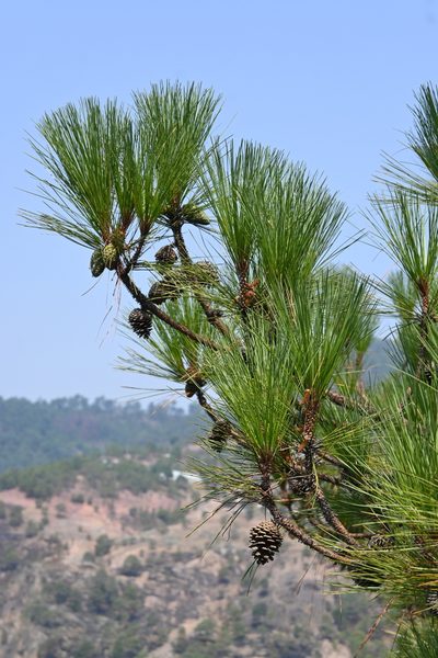 Pinus pringlei, photographed by Dante S. Figueroa