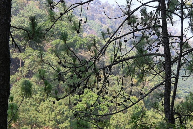 Pinus pringlei, photographed by Dante S. Figueroa
