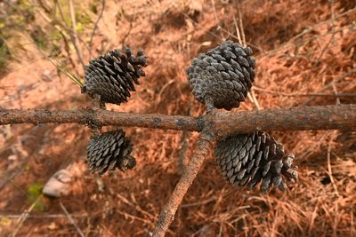Pinus pringlei, photographed by Dante S. Figueroa