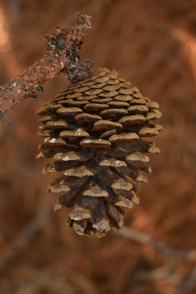 Pinus pringlei, photographed by Dante S. Figueroa