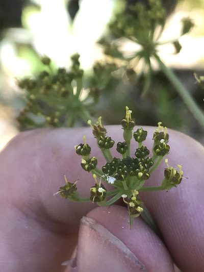 Lomatium howellii, photographed by Daniel Kennedy
