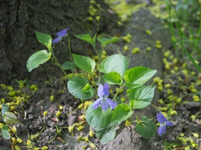 Viola riviniana, photographed by Anastasia_Surkova