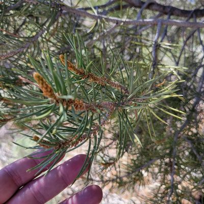 Pinus monophylla, photographed by Dan Horowitz