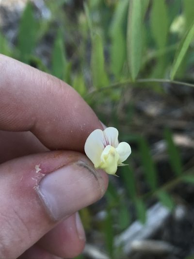 Lathyrus delnorticus, photographed by Daniel Kennedy