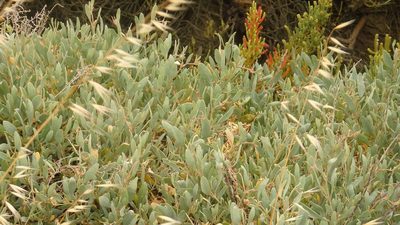 Halimione portulacoides, photographed by Paulo Galvão