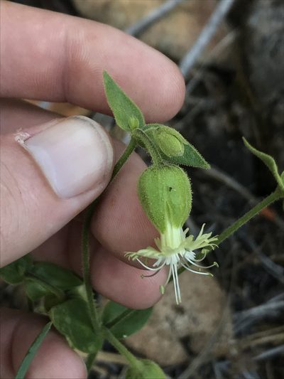 Silene campanulata, photographed by Daniel Kennedy
