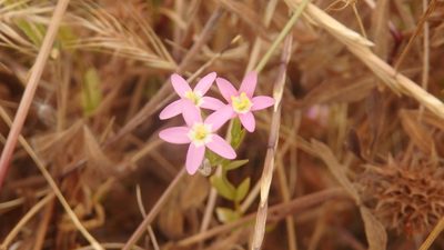 Centaurium tenuiflorum, photographed by Paulo Galvão