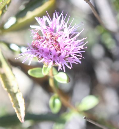 Monardella purpurea, photographed by Scott Loarie