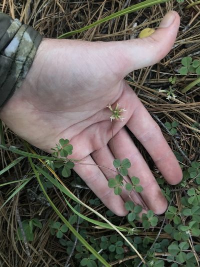 Trifolium breweri, photographed by Daniel Kennedy