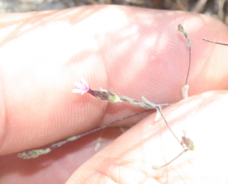 Lessingia micradenia, photographed by Scott Loarie