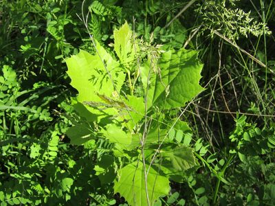 Platanus occidentalis, photographed by Zakqary Roy