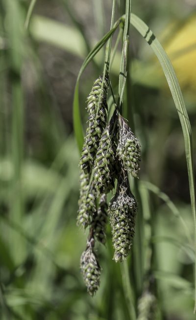 Carex bella, photographed by Craig Martin