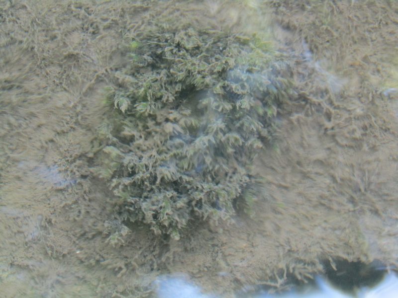 Fissidens fontanus, photographed by Zakqary Roy