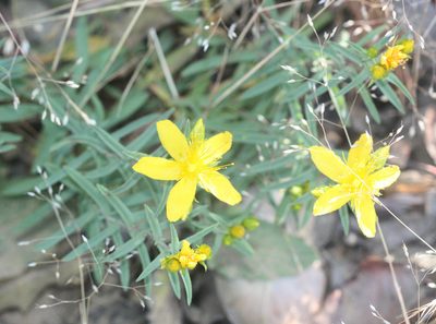 Hypericum concinnum, photographed by Scott Loarie