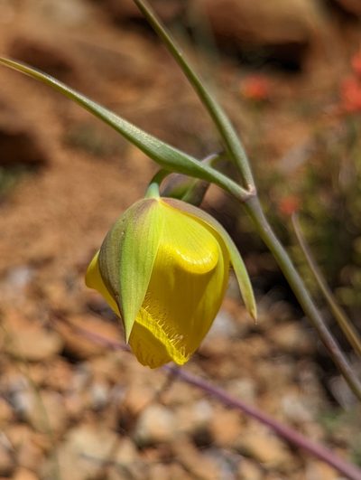 Calochortus raichei, photographed by My-Lan Le