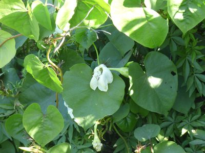 Ipomoea alba, photographed by María Zeta